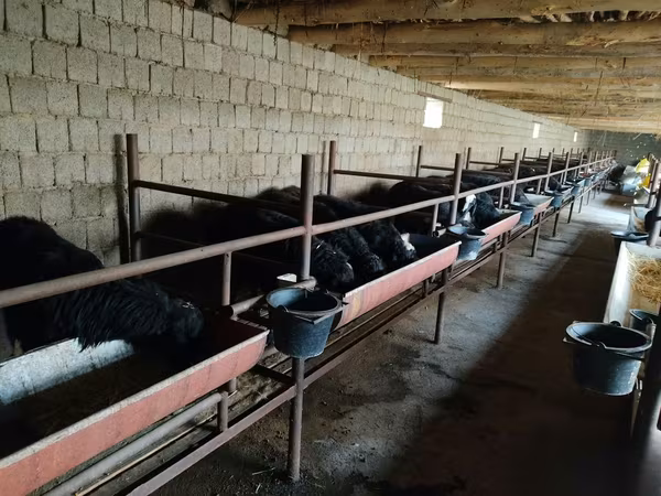 Bélier, Moutons