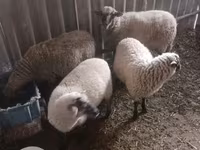母羊, Sheep — 照片 3