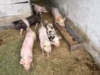 Boar — photo 2