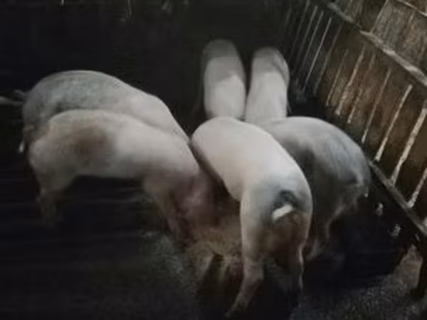 公猪, Pigs