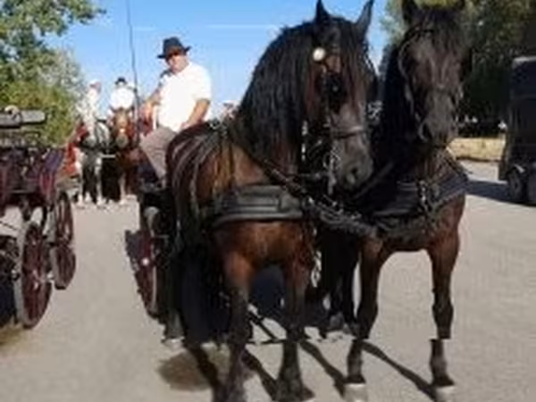 公马, Friesian
