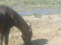 Кобыла, Азербайджанская лошадь — фото 2