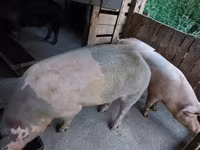 Knur, Świnie — zdjęcie 2