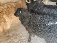 كبش, Tsigai sheep — الصورة 4
