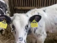 Cow, Holstein breed — photo 3