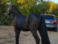 公马, Friesian — 照片 4
