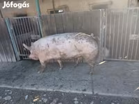 Locha, Świnie — zdjęcie 3