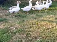 Geese — 照片 2