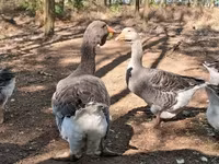 Geese — foto 4