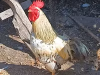 Chickens — Foto 3