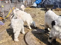 Bak, Saanen goat — 3. fotó