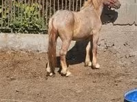 घोड़ा, Hungarian horse breed — फ़ोटो 2