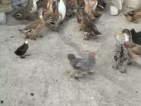 Ducks — zdjęcie 2