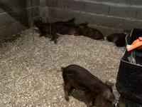 Kan, Мангалица — 2. fotó