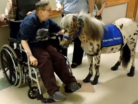 Hing, Miniature horse — 3. fotó