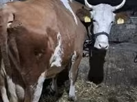 Cow, Hungarian Grey breed — photo 2