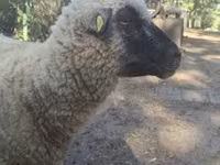 Kos, Shroshire sheep — 6. fotó