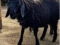 Қошқар, Hissar sheep — 3-сурет