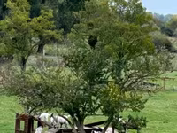 Ziege, Dutch Landrace goats — Foto 1