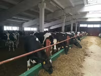 Tehén, Holstein fajta — 2. fotó