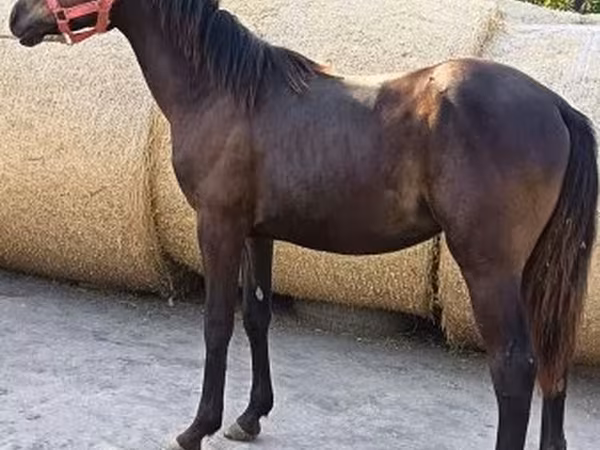 Hing, Quarter Horse