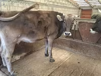 Tehén, Holstein fajta — 4. fotó