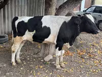 Bulle, Russian Black pied cattle — Foto 5