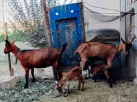 Cabras (lote, sexo no especificado), Alpine goat — foto 2