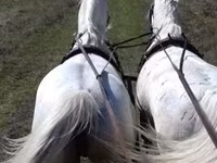 Hengst, Lipizzaner — Foto 3