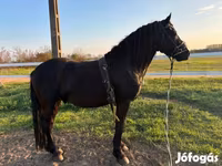 Hing, Friesian — 4. fotó
