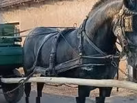 母马, Horses — 照片 6
