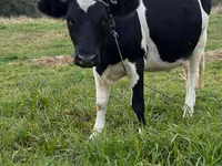 Krava, Swiss cattle — foto 1