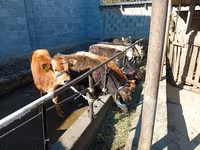Byk, Swiss cattle — zdjęcie 7