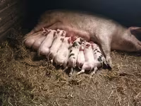 Boar, Pigs — photo 3