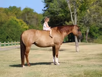Kanca, Quarter Horse — 3. fotó