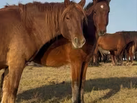 حصان, Mugalzhar horse — الصورة 1
