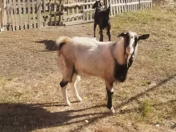 Ziegenbock, Ziegen