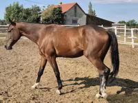 公马, Horses — 照片 2