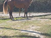 Cheval, Chevaux — photo 3