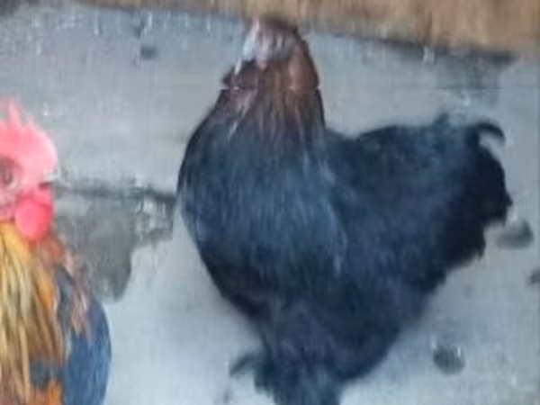 Chickens