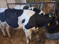 Vaca, Russian Black pied cattle — foto 3