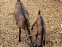 公山羊, Alpine goat — 照片 7