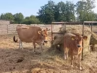 母牛, Jersey breed — 照片 2