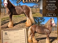 घोड़ा, Gypsy horse — फ़ोटो 1