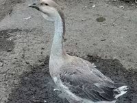Turkeys — الصورة 5