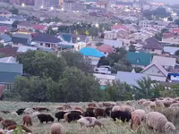 Ram, Sheep — photo 8