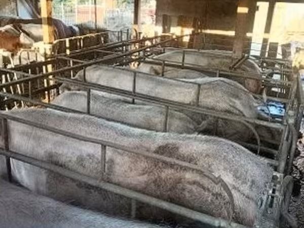 母猪, Pigs — 匈牙利