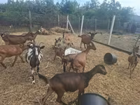 公山羊, Goats — 照片 7