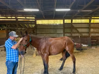 Kůň, Standardbred — foto 3