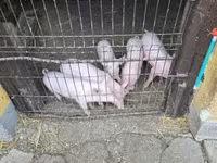 Pigs (batch, sex not specified), Крупная белая — photo 5